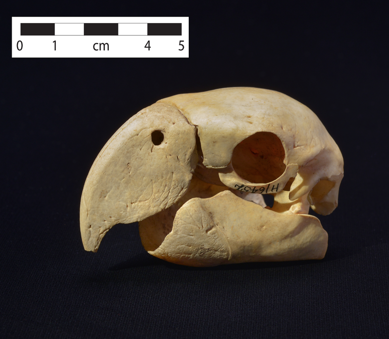 Illustration for article titled Macaw Skeletons Offer Clues to Pueblo Society